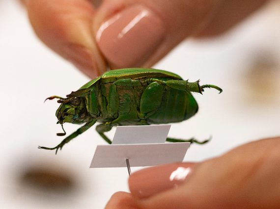 Fingers hold a pin which sits through a green beetle.